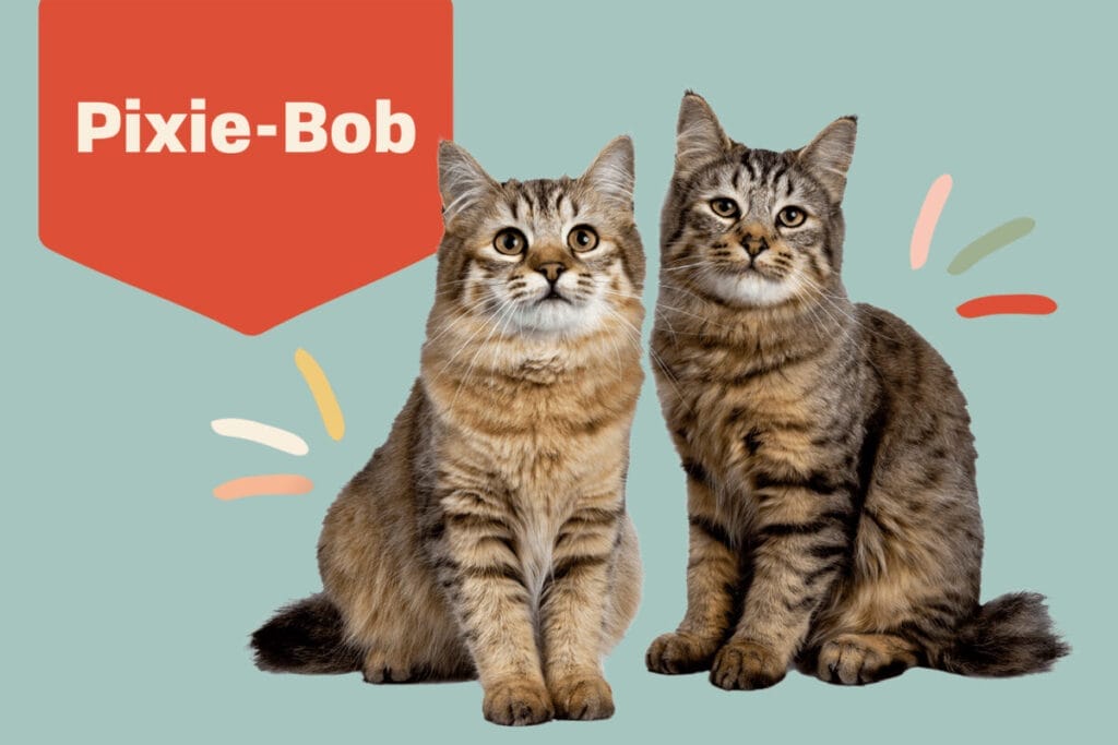 Introduction The Pixie-Bob Cat Breed