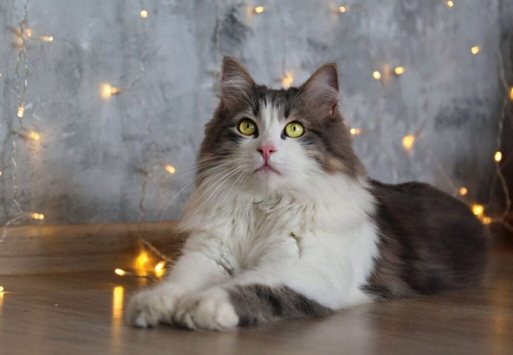 Caring for a Ragamuffin cat breed
