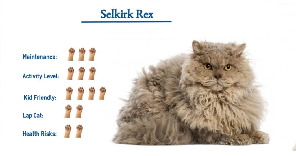 Introduction The Selkirk Rex Cat Breed