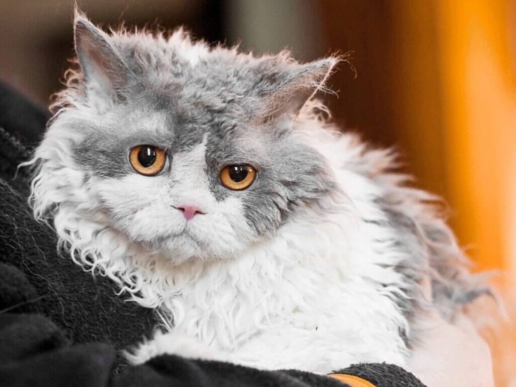 Caring for a Selkirk Rex cat breed