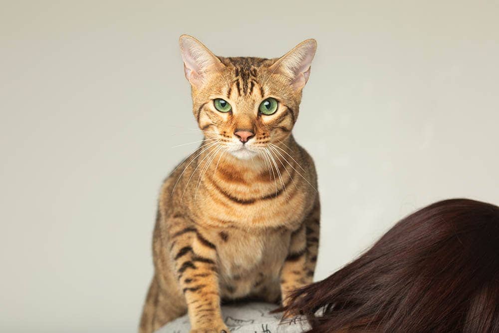 Caring for a Serengeti cat breed
