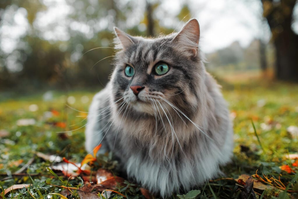 Caring for a Siberian cat breed