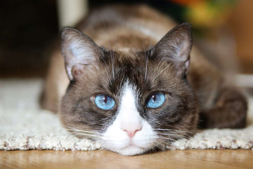 Introduction The Snowshoe Cat Breed