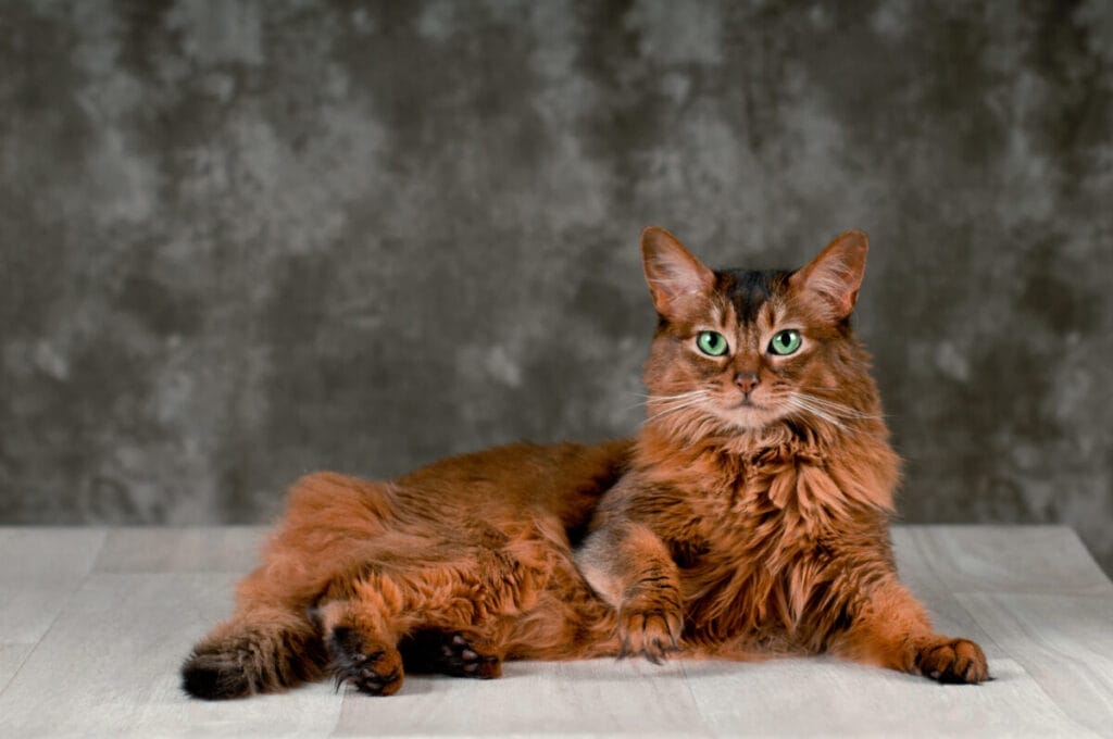 Introduction The Somali Cat Breed