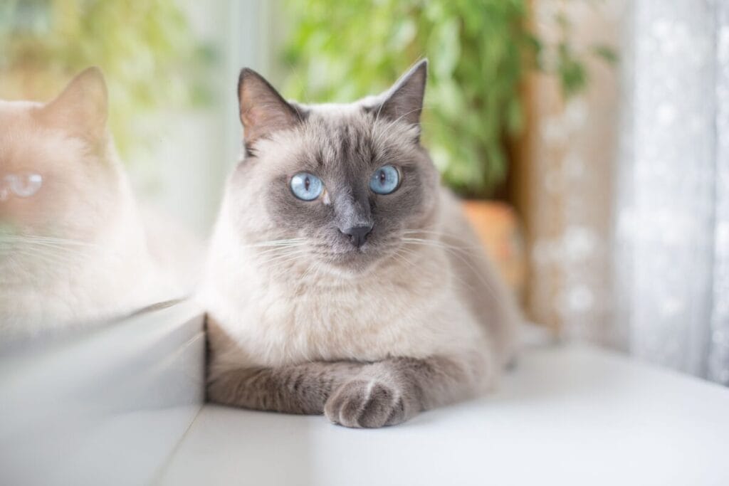 Introduction The Thai Lilac Cat Breed