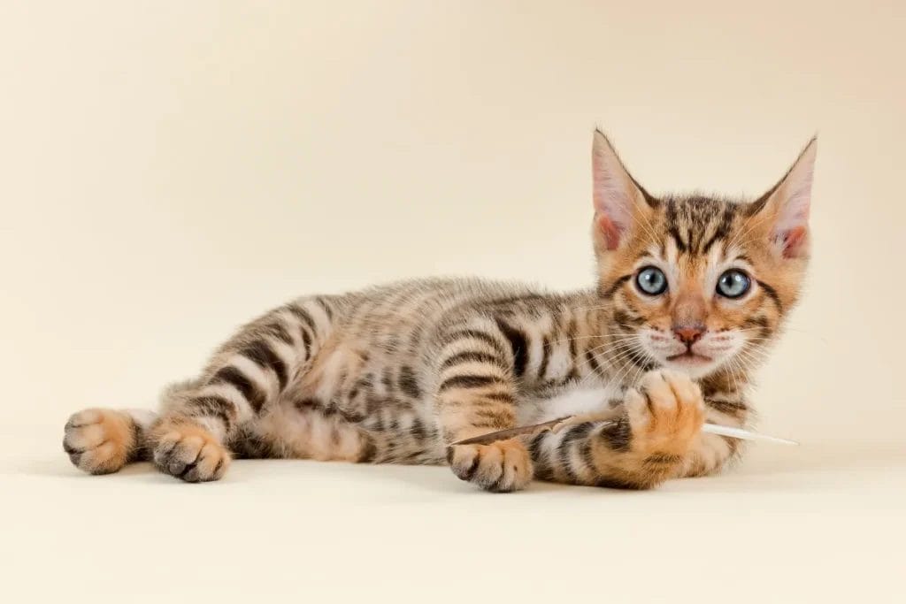 Preparing for a Toyger Cat