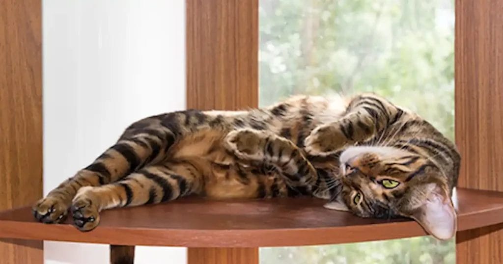 Caring for a Toyger Cat Breed