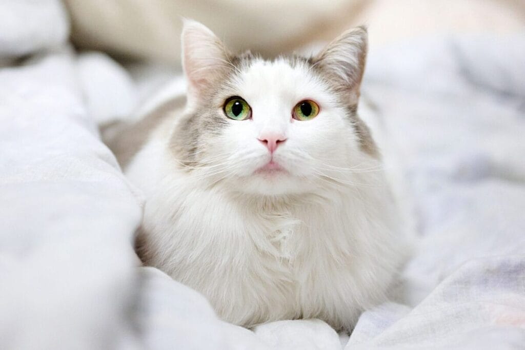 How to Care for a Turkish Angora Cat
