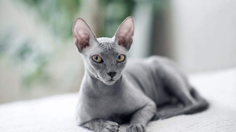 Caring for a Donskoy Cat Breed