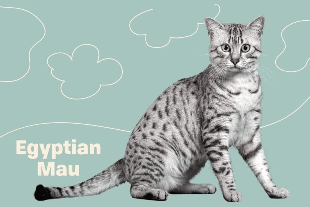 Introduction Egyptian Mau Cat Breed