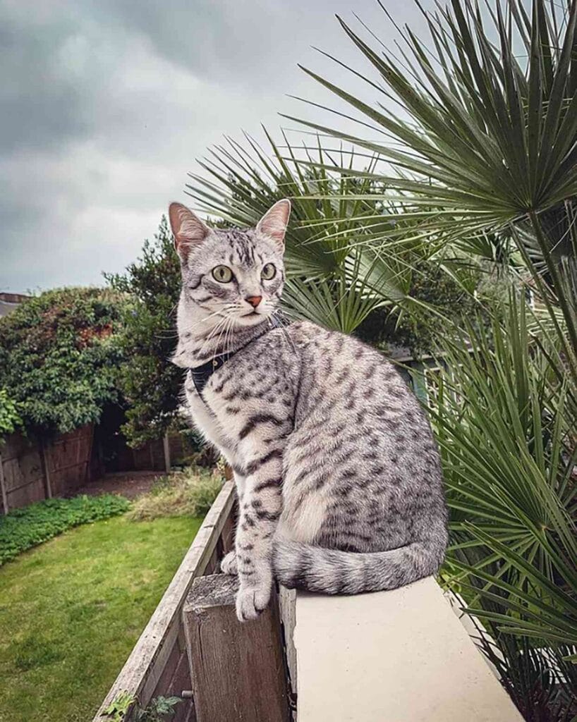 Caring for an Egyptian Mau Cat Breed
