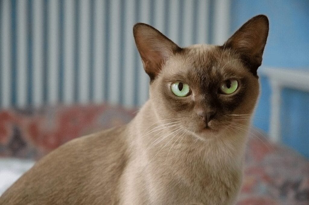 Caring for a European Burmese Cat Breed