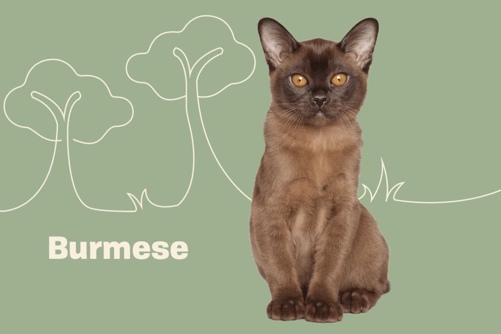 Introduction European Burmese Cat Breed