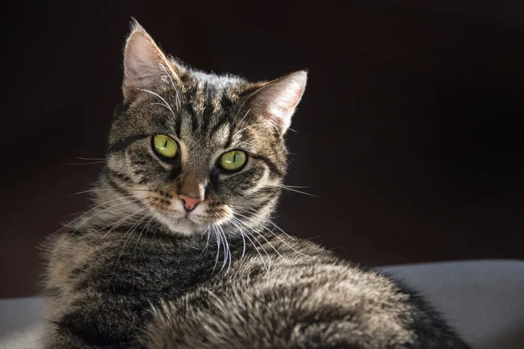 How to Care for a European Shorthair Cat Breed