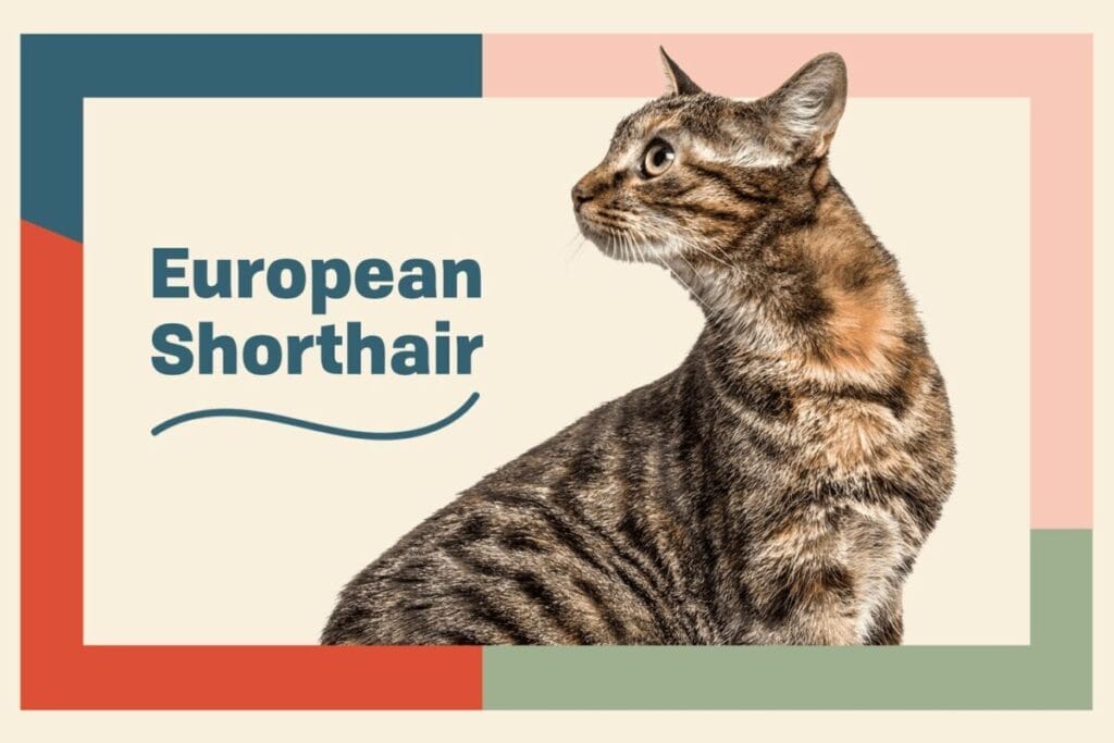 Introduction European Shorthair Cat Breed