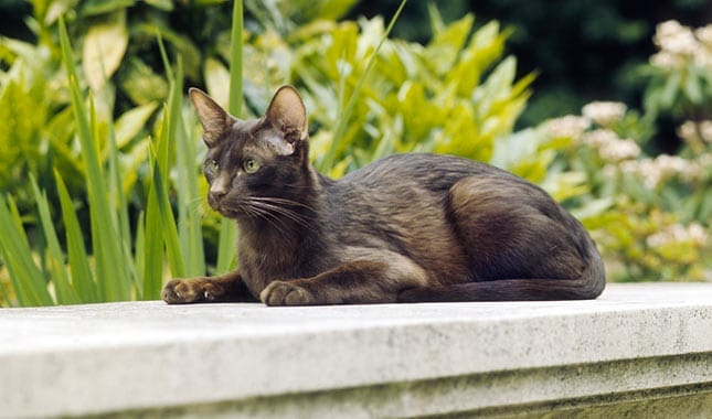 Caring for a Havana Brown Cat Breed