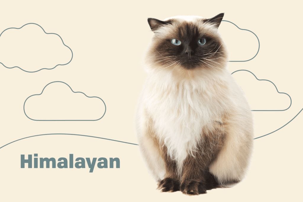 Introduction The Himalayan Cat Breed