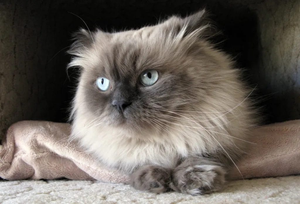 How to take care of a Himalayan cat