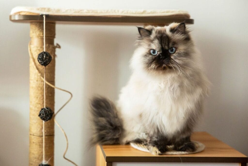 How to prepare for a Himalayan cat's life