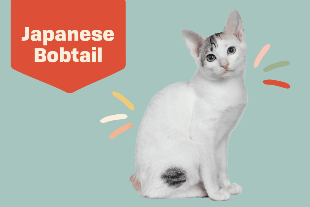 Introduction The Japanese Bobtail Cat Breed