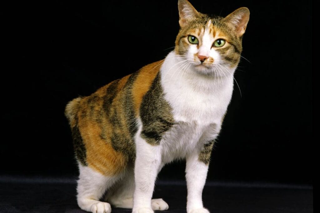 How to prepare for a Japanese Bobtail cat's life