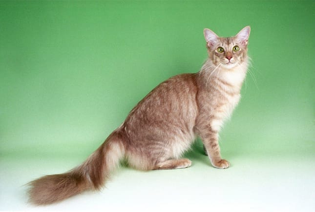 Introduction The Javanese Cat Breed