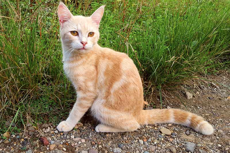 Caring for a Javanese cat breed