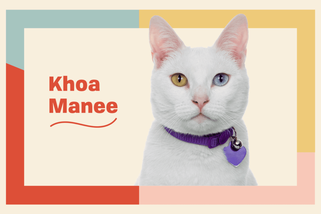 Embarking on a Journey with the Enchanting Khao Manee Cats