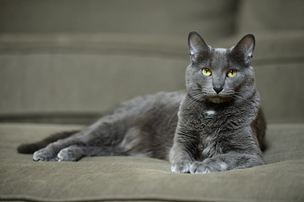 Discovering the Fascinating Korat Cat Breed