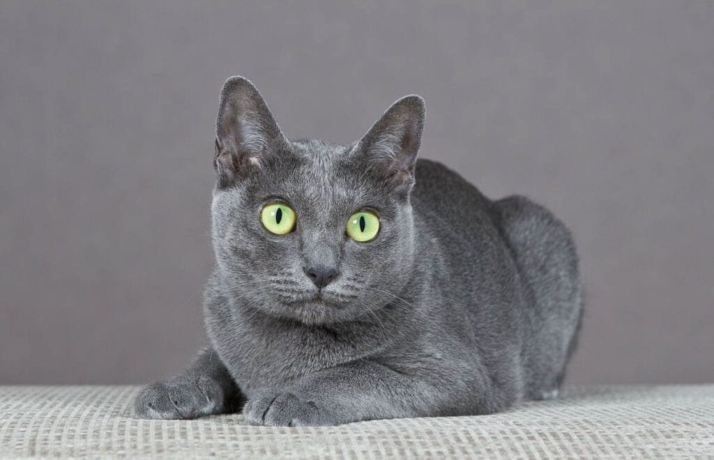 Embarking on the Marvelous Journey with Korat Cats