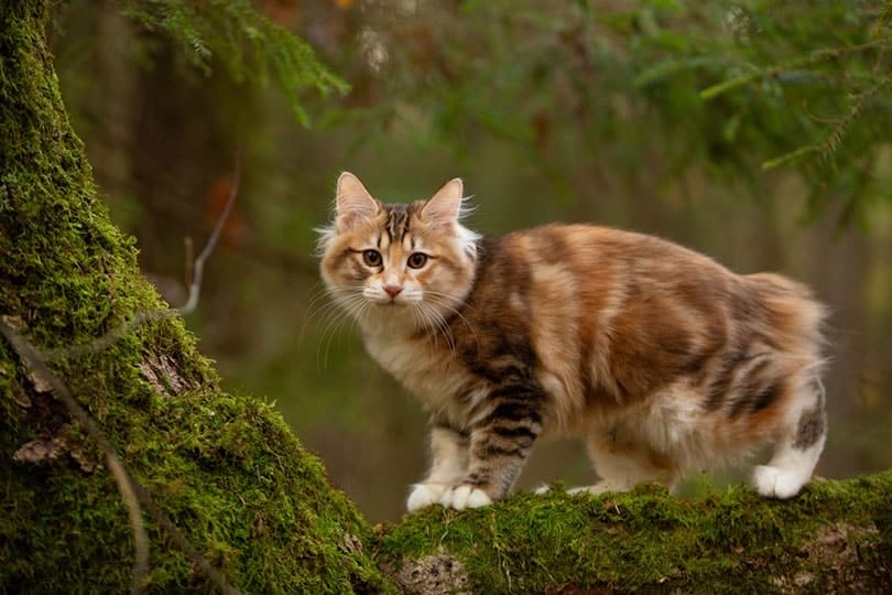 How to Take Care of a Kurilian Bobtail cat breed