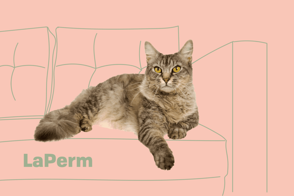 Exploring the Unique Traits of Curly-Coated LaPerm Cat Breeds: A Comprehensive Guide