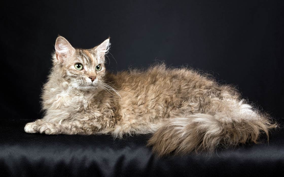Discovering the Unique and Affectionate LaPerm Cat Breeds: Let's Dive In!