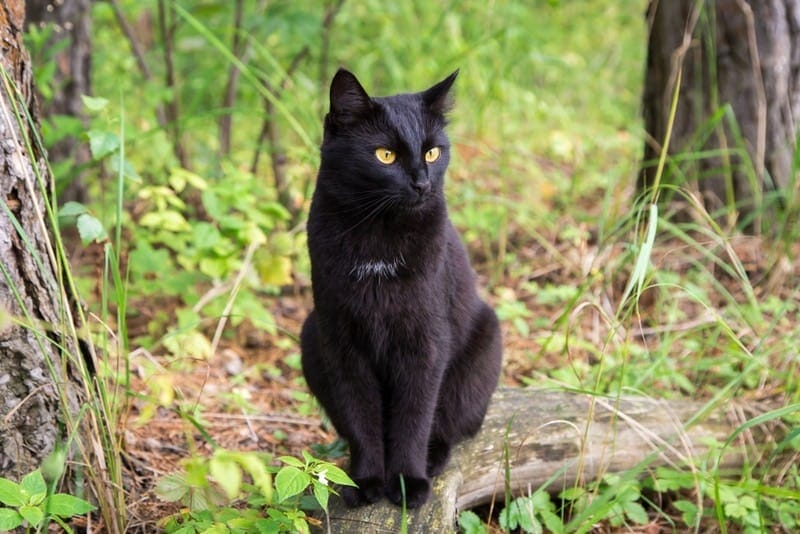 Introduction The Bombay Cat Breed