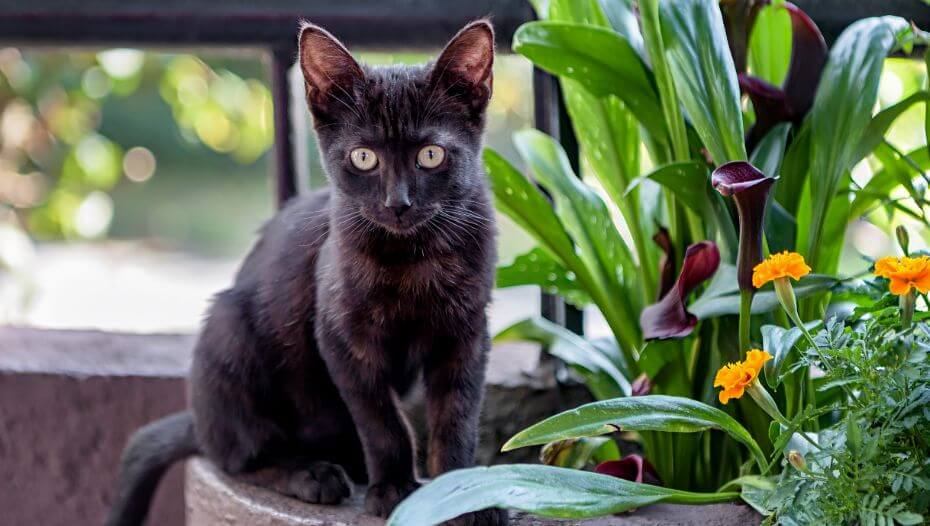 How to Care for a Bombay Cat Breed