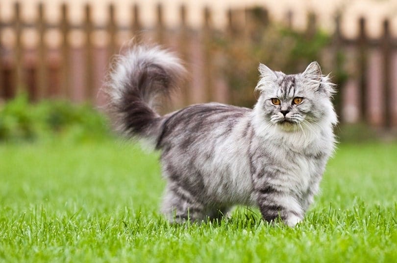 Introduction The British Longhair Cat Breed