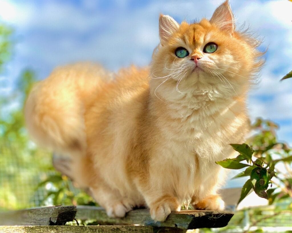 Caring for a British Longhair Cat Breed