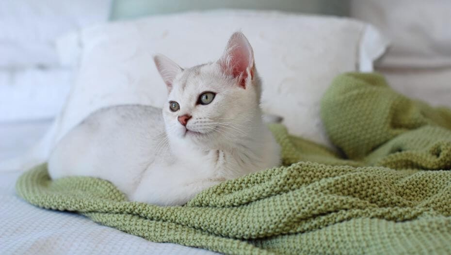 How to Care for a Burmilla Cat Breed