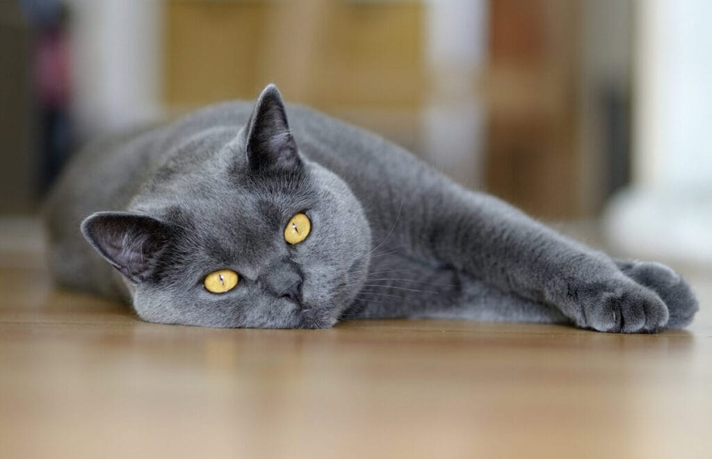 Introduction The Chartreux Cat Breed