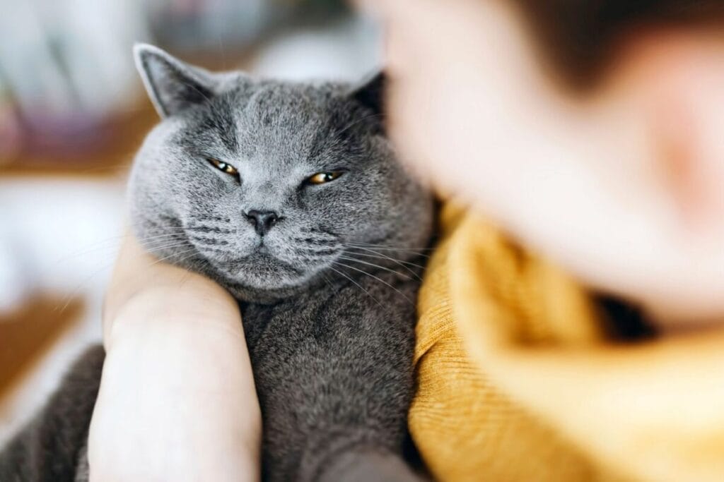 How to Care for a Chartreux Cat
