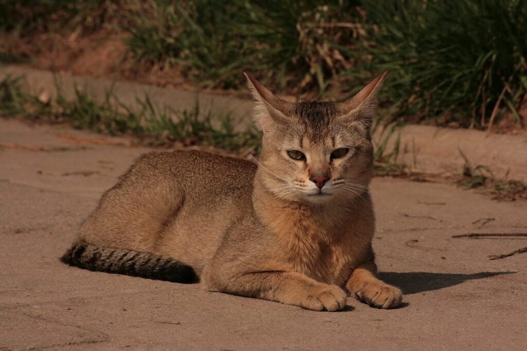 Introduction The Chausie Cat Breed
