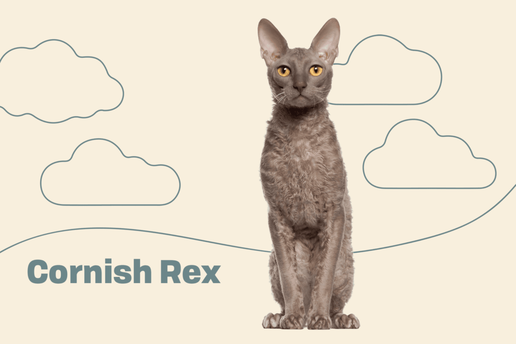 Introduction Cornish Rex Cat Breed