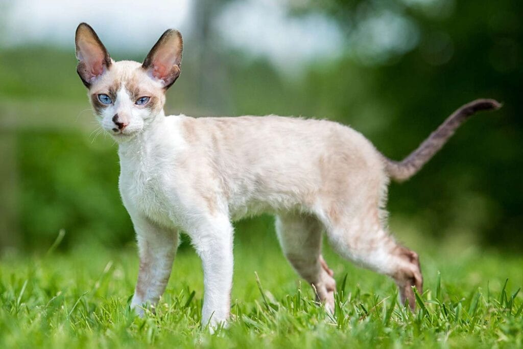 How to Care for a Cornish Rex Cat Breed