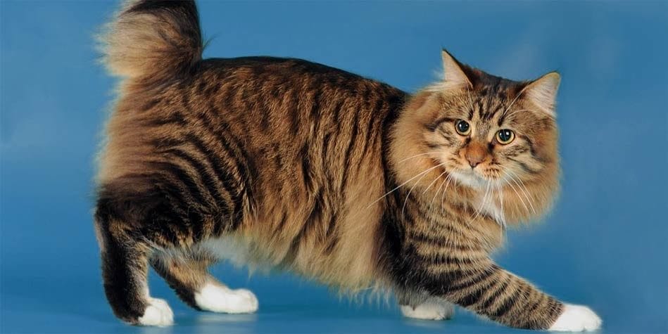 Introduction Cymric Cat Breed