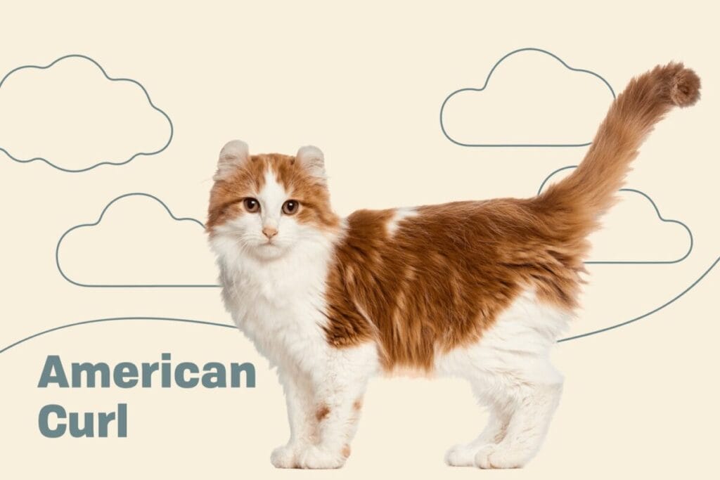 Introduction The American Curl Cat Breed
