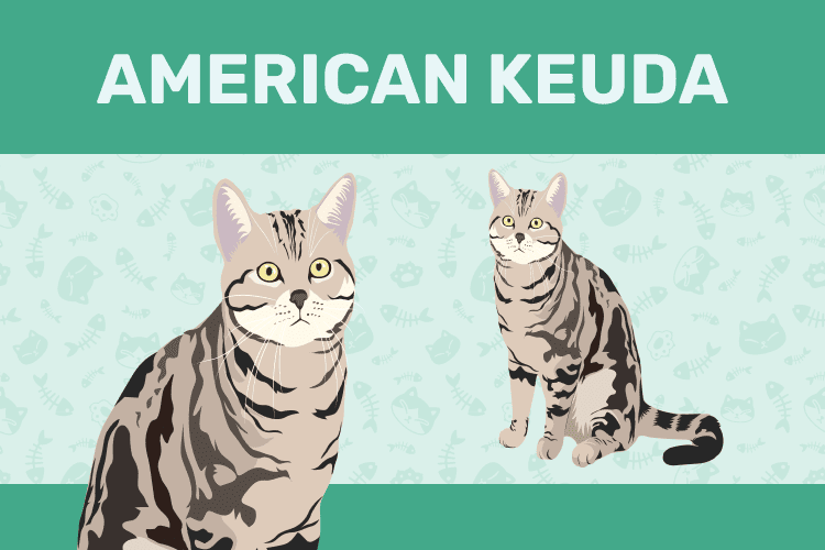 Introduction the American Keuda Cat Breed