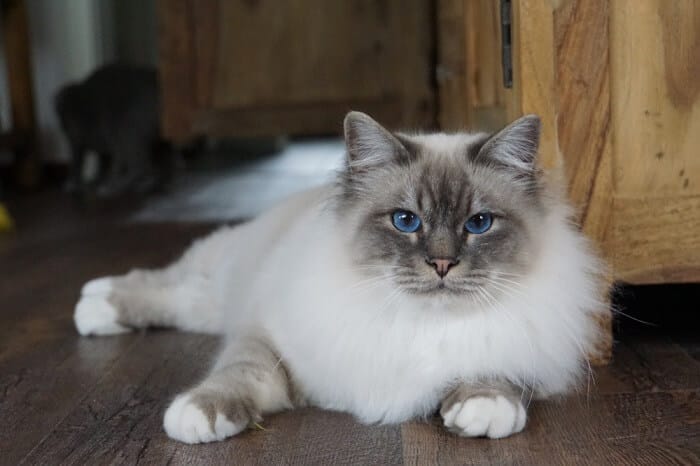 How to Care for a Birman Cat Breed