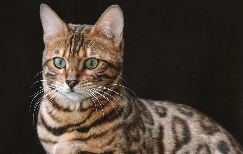 Introduction The Bristol Cat Breed