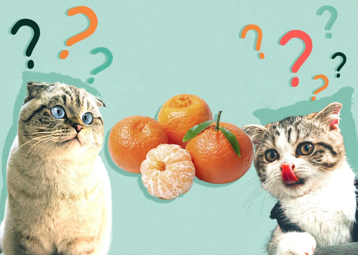 Can Cats Eat Tangerines? A Vet's Healthy Guide to Citrus Fruits for Felines