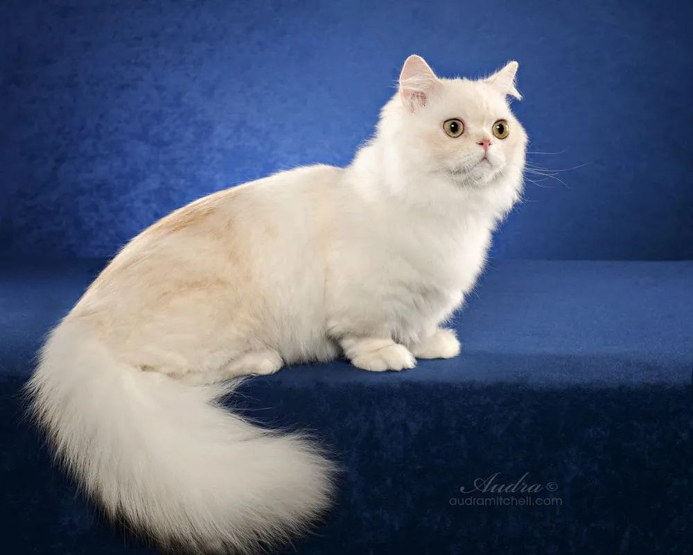 Introduction The Minuet Cat Breed